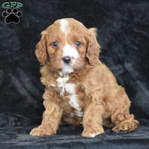 Clifford, Cavapoo Puppy